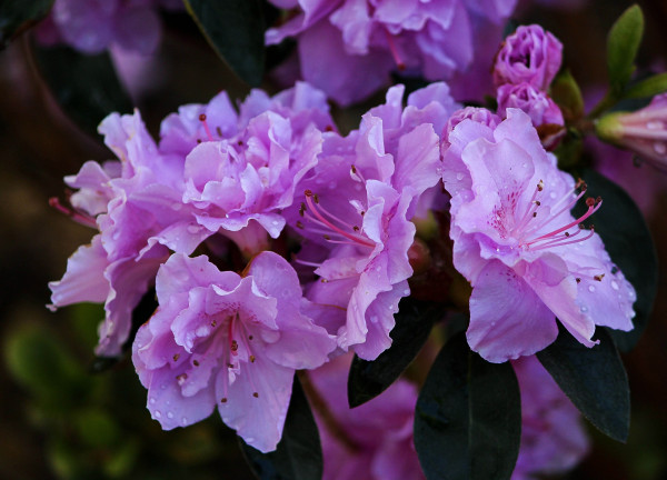 purple-azaleas-109017_1920