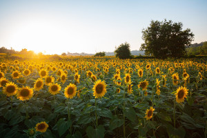 Feldsonnenblumen2