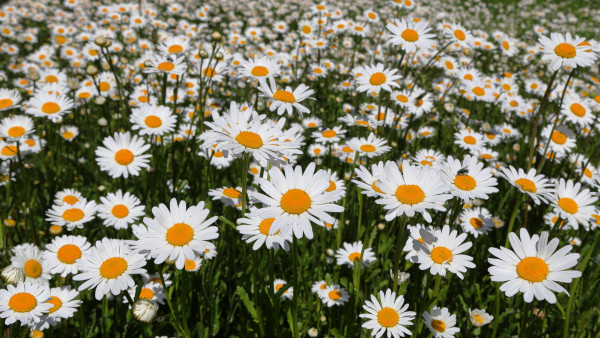 2400-white-garden-daisy-flower-meadow-on-a-sunny-day-widescreen-format
