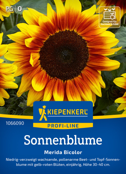 Kiepenkerl Sonnenblume Merida Bicolor F1