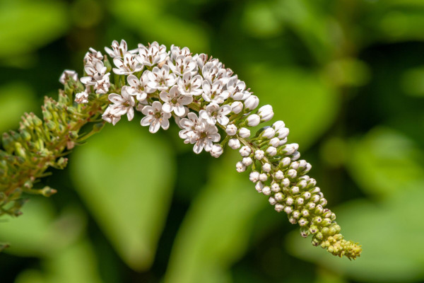 2400-blossoms-of-joy-a-cheerful-bunch-of-forest-flowers