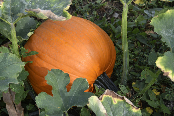 2400-orange-pumpkin-in-a-green-garden-in-summer-ripe-pumpkin-fruit-in-summer-1