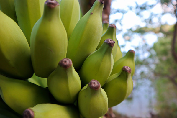 large-closeup-raw-banana-on-the-tree-with-selective-focus-1