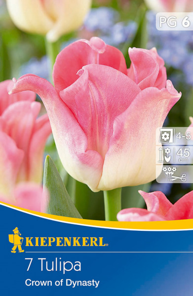 Produktbild von Kiepenkerl Kronentulpe Crown of Dynasty mit der Abbildung rosa blühender Tulpen und Informationen zu Pflanzzeit Blütezeit und Wuchshöhe.