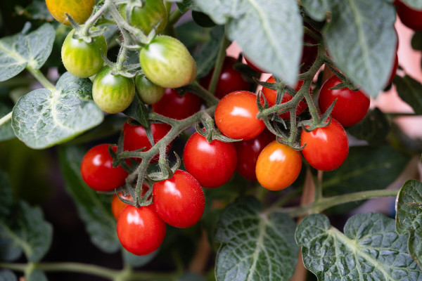 large-red-round-tomatoes-solanum-lycopersicum-for-a-salad-or-a-soup
