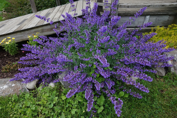 mint-2583540_1920