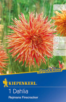Kiepenkerl Splitt-Dahlie Reijmans Firecracker