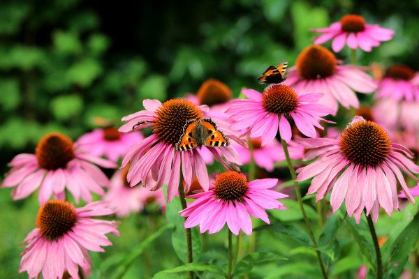 echinacea-purperea-3909760_1920