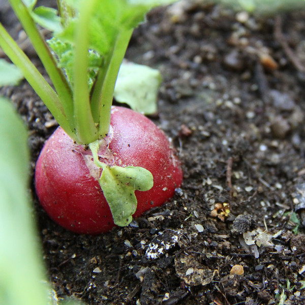 radish-215977_1920