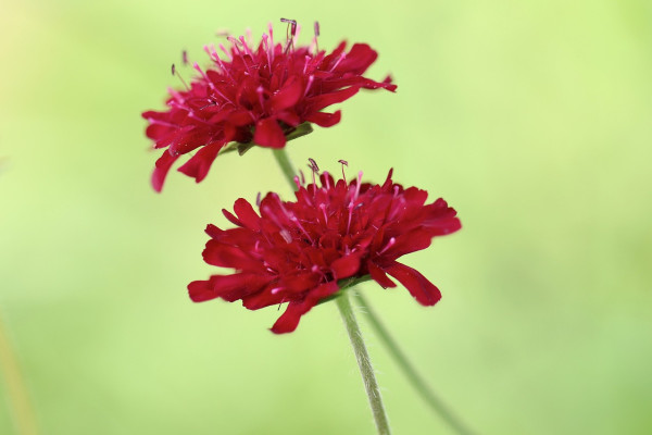 scabious-4517955_1280