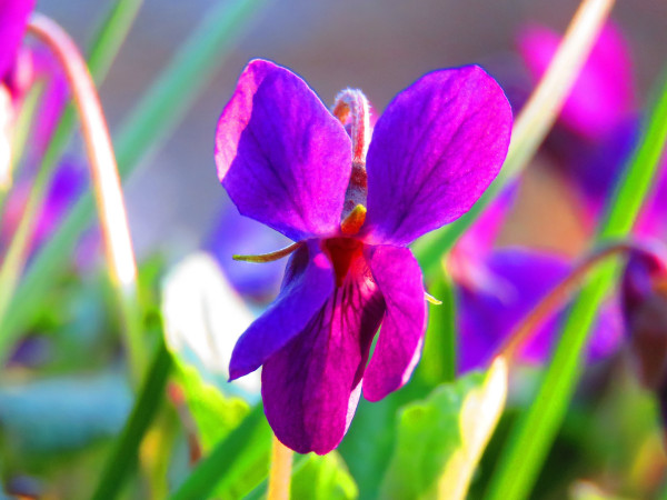 violet-in-the-evening-light-4941848_1920