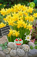 Sperli Botanische Narzisse Tête à Tête