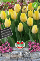 Sperli Einfache Frühe Tulpe Sunny Prince