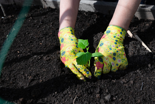 large-female-hands-in-gardening-gloves-hold-cucumber-seedlings-before-planting-in-the-soil-space-for-text