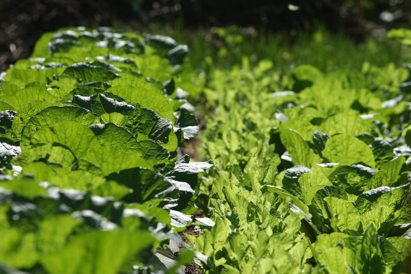 chinese-cabbage-500744_1280