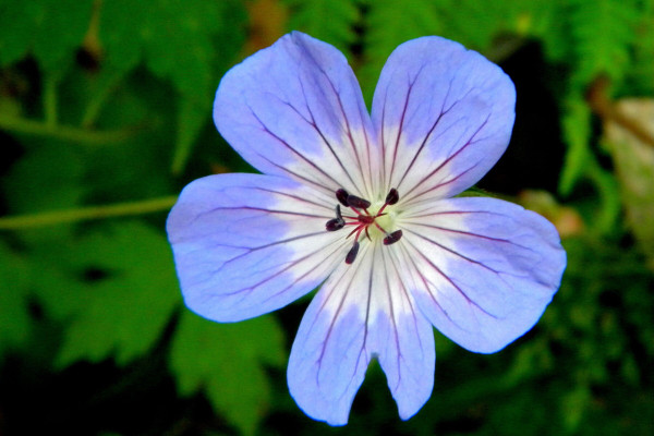 2400-violet-serenity-the-blue-purple-forest-flower