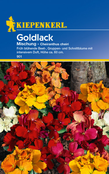 Produktbild von Kiepenkerl Goldlack Mischung mit verschiedenfarbigen Blumen und Informationen zu Duft und Wuchshöhe auf der Verpackung