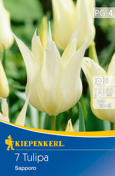 Produktbild von Kiepenkerl Lilienblütige Tulpe Sapporo mit Darstellung der gelblich-weißen Blüten der Tulpen und Informationen zur Pflanzenhöhe und Blütezeit auf Deutsch.