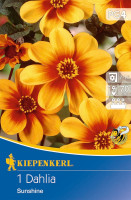 Kiepenkerl Mignon-Dahlie Sunshine