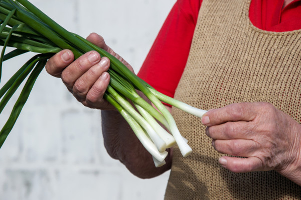 large-person-holding-fresh-green-onions-a-leaf-vegetable-from-local-produce