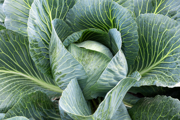 2400-a-ripe-head-of-white-cabbage-in-the-garden