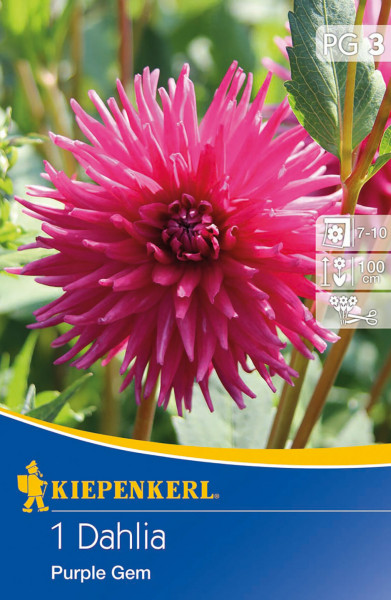 Produktbild von Kiepenkerl Kaktus-Dahlie Purple Gem mit der Blüte im Fokus und Verpackungsinformationen im unteren Bereich.