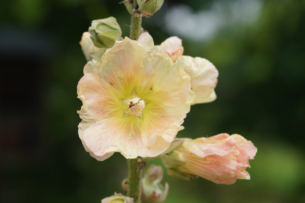 hollyhocks-6476285_1920