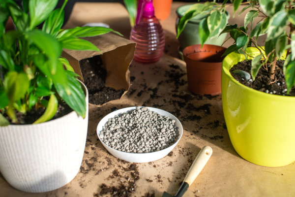 2400-replant-indoor-plants-maintaining-the-required-humidity-level-fertilizer