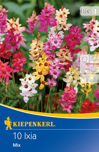 Produktbild von Kiepenkerl Ixia Mix mit einer bunten Mischung aus Ixia-Blumen in verschiedenen Farben und Angaben zur Blütezeit sowie Wuchshöhe.