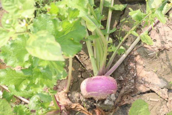 2400-turnips-on-farm-for-harvest