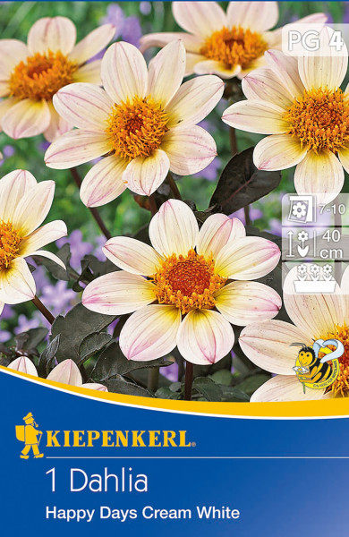 Produktbild von Kiepenkerl Dunkellaubige Beetdahlie Happy Days Creamwhite mit Darstellung der cremeweißen Blüten und Hinweisen zu Blütezeit Höhe und Pflanzentyp.