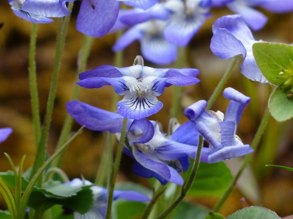 violet-358036_1280