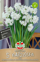 Sperli Tazetta-Narzisse Ziva