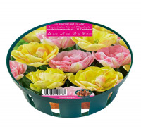 Sperli Young Generation Dream Island