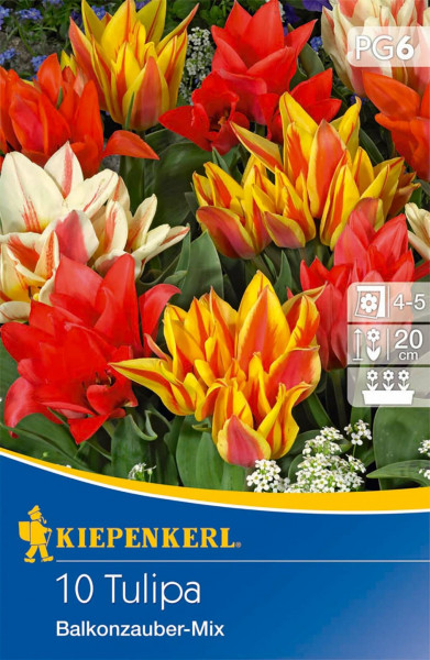 Produktbild von Kiepenkerl Greigii-Tulpe Balkonzauber Mix mit Abbildungen bunter Tulpen und Produktinfos zur Pflanztiefe und Blütezeit.