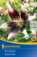 Kiepenkerl Zweifarbige Lilie Nettys Pride
