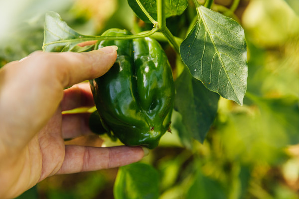 2400-gardening-and-agriculture-concept-female-farm-worker-hand-harvesting-green-fresh-ripe-organic-bell-pepper-in-garden-vegan-vegetarian-home-grown-food-production-woman-picking-p