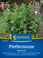 Kiepenkerl Pfefferminze Spearmint