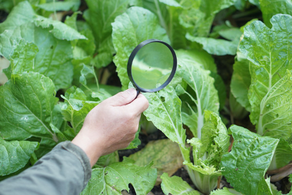 large-close-up-hand-hold-magnifying-glass-to-inspect-growth-and-disease-of-plants-in-garden-concept-agricultural-study-and-research-to-develop-quality-of-crops