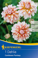 Kiepenkerl Dekorative Dahlie Carribean Fantasy