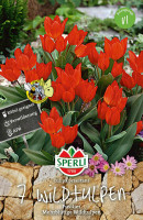 Wildtulpen Pflanzen und Pflegen Samen.de