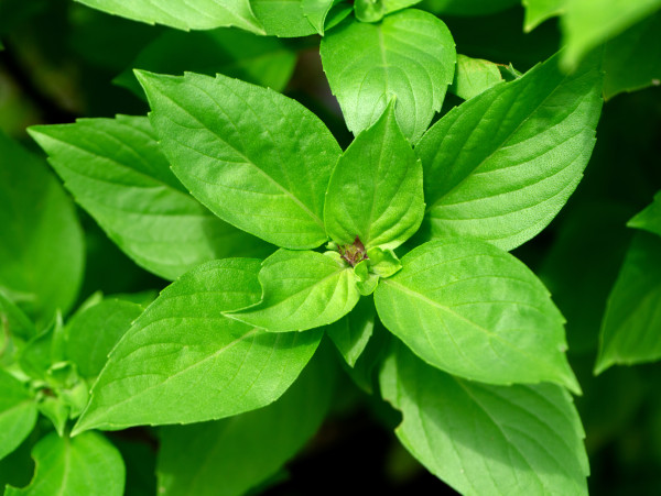 2400-sweet-basil-background-2