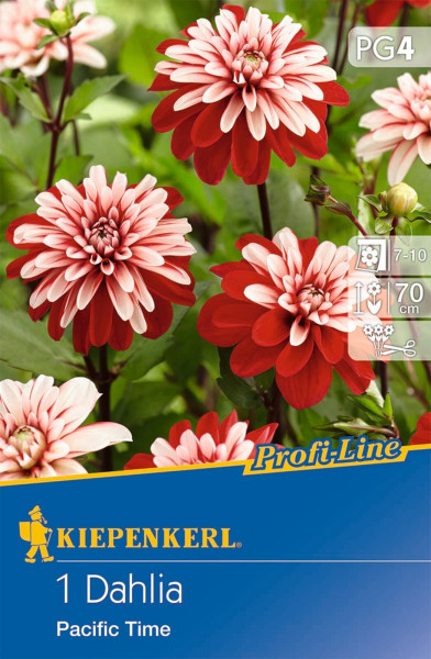 Produktbild von Kiepenkerl Dekorative Dahlie Pacific Time mit roten Blüten mit weißen Spitzen und Hinweisen zur Blütezeit und Wuchshöhe.