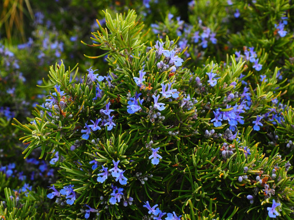 rosemary-1090419_1280