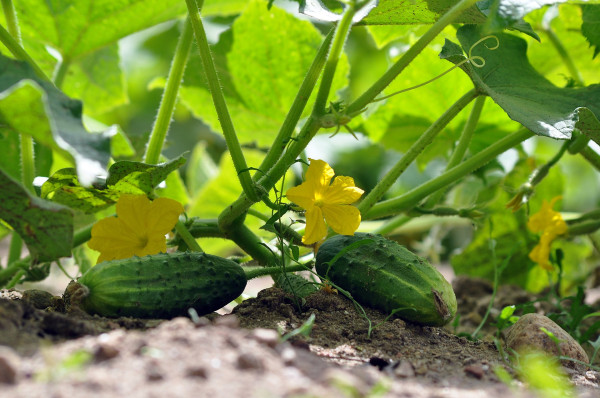 cucumbers-7322966_1920