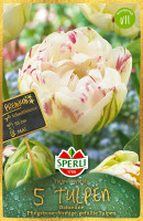 Sperli Premium Gefüllte Späte Tulpe Danceline