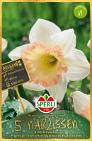 Sperli Premium Trompeten-Narzisse British Gamble