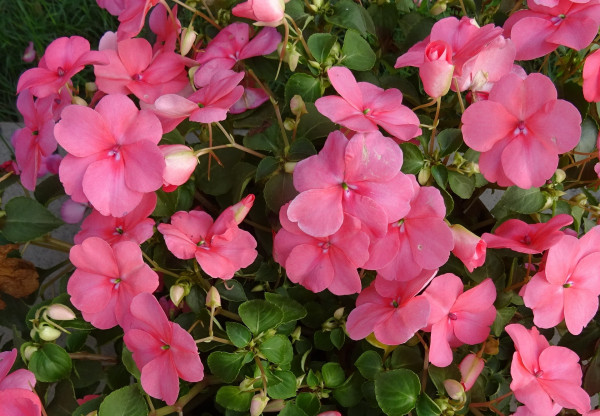 impatiens-1239886_1920-1