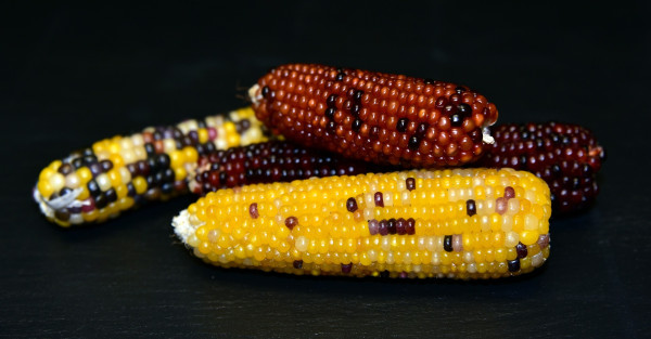 corn-3745304_1920