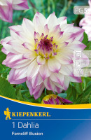 Kiepenkerl Dekorative Dahlie Ferncliff Illusion
